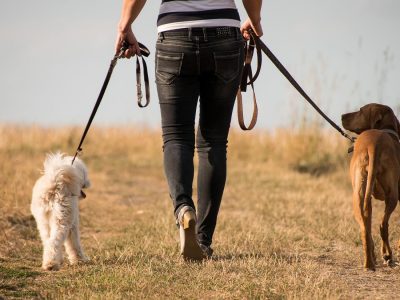 Make Extra Money Dog Walking as a Side Hustle